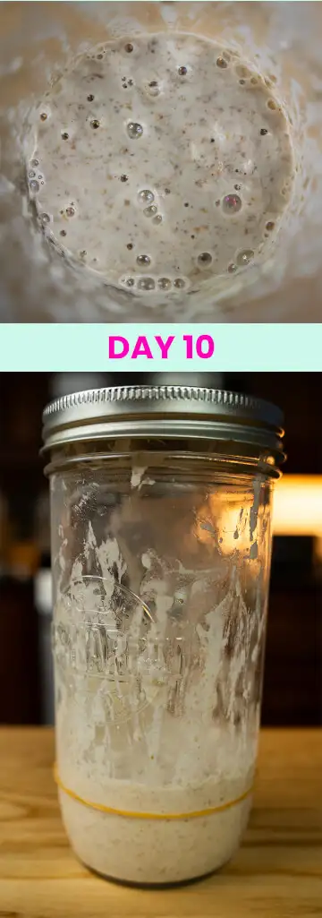 What my sourdough starter looked like on Day 10.