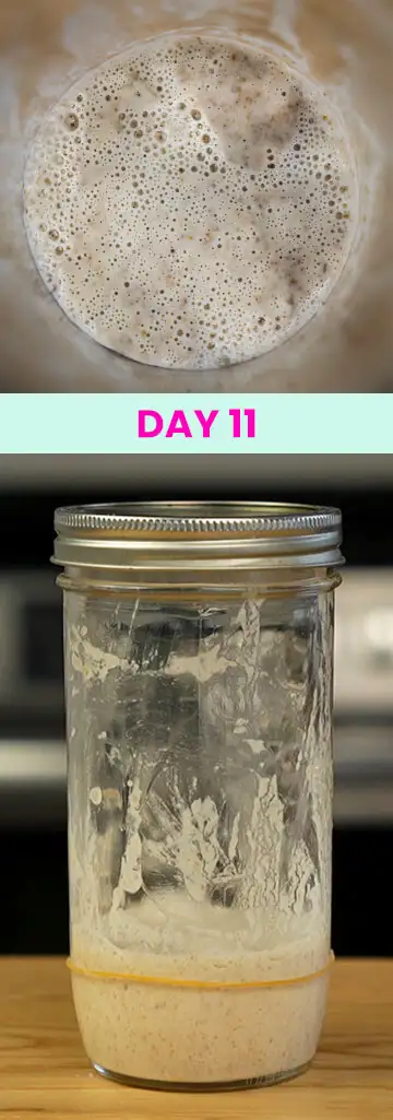 What my sourdough starter looked like on Day 11.