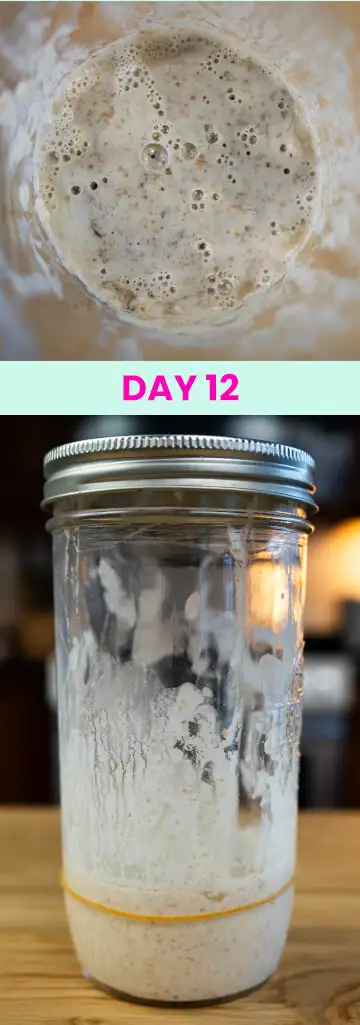 What my sourdough starter looked like on Day 12.