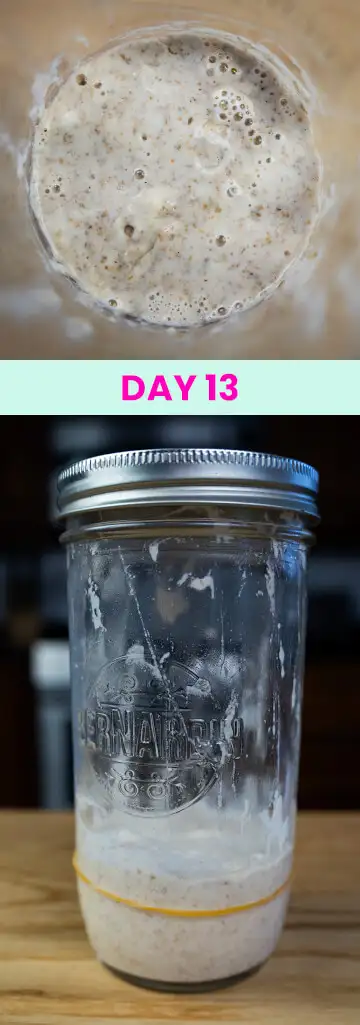 What my sourdough starter looked like on Day 13.