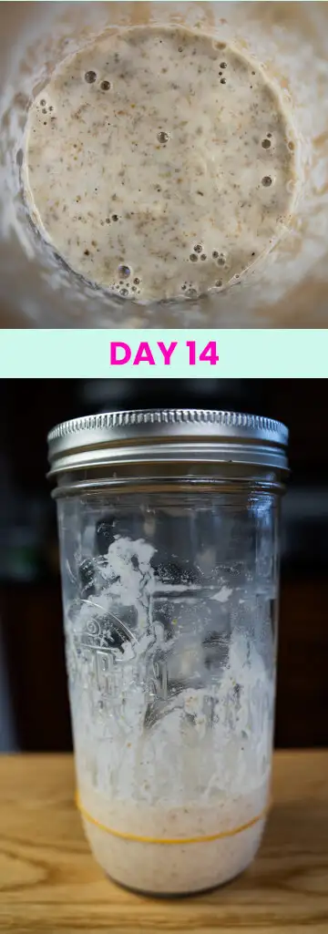 What my sourdough starter looked like on Day 14.