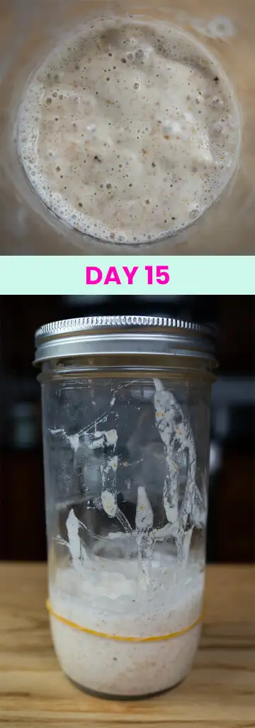 What my sourdough starter looked like on Day 15.