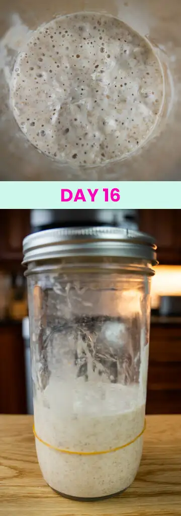 What my sourdough starter looked like on Day 16.