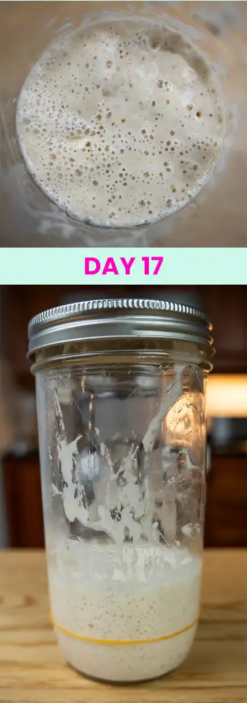 What my sourdough starter looked like on Day 17.