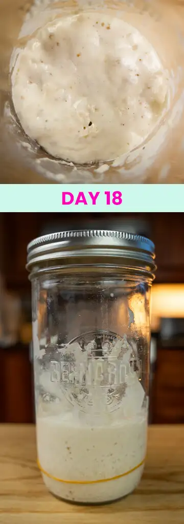What my sourdough starter looked like on Day 18.