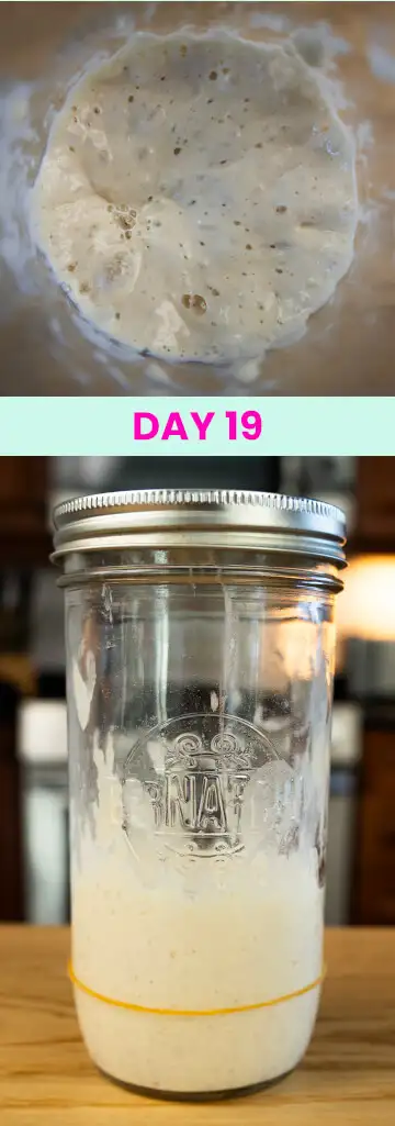 What my sourdough starter looked like on Day 19.