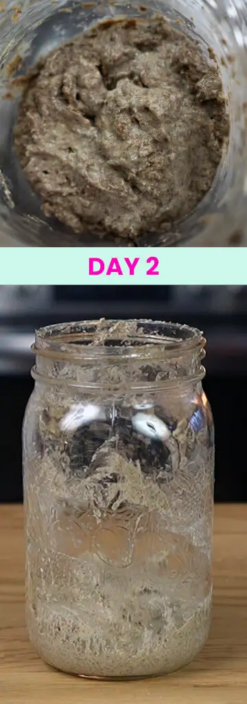 What my sourdough starter looked like on Day 2.