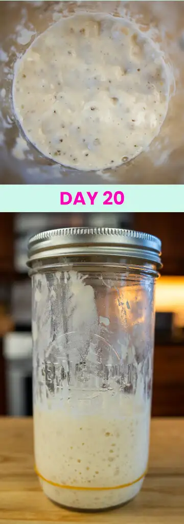 What my sourdough starter looked like on Day 20.