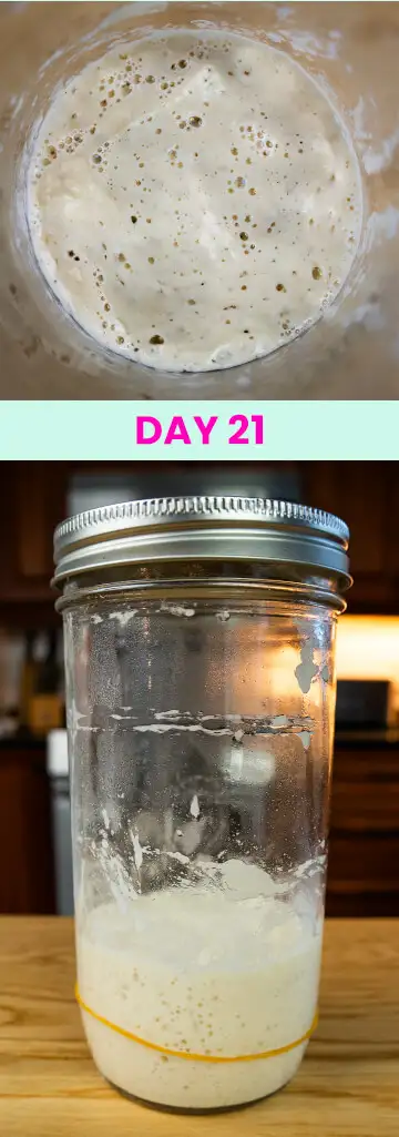What my sourdough starter looked like on Day 21.