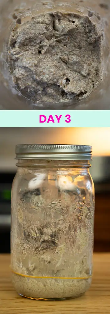 What my sourdough starter looked like on Day 3.