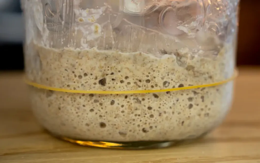 A new sourdough starter on Day 4, going through the False Rise.