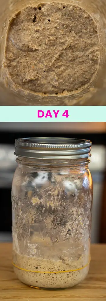 What my sourdough starter looked like on Day 4.