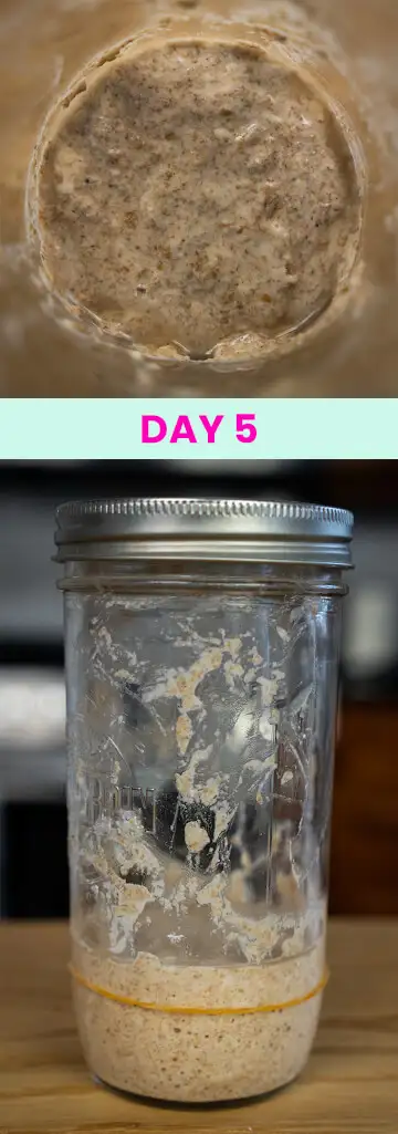 What my sourdough starter looked like on Day 5.