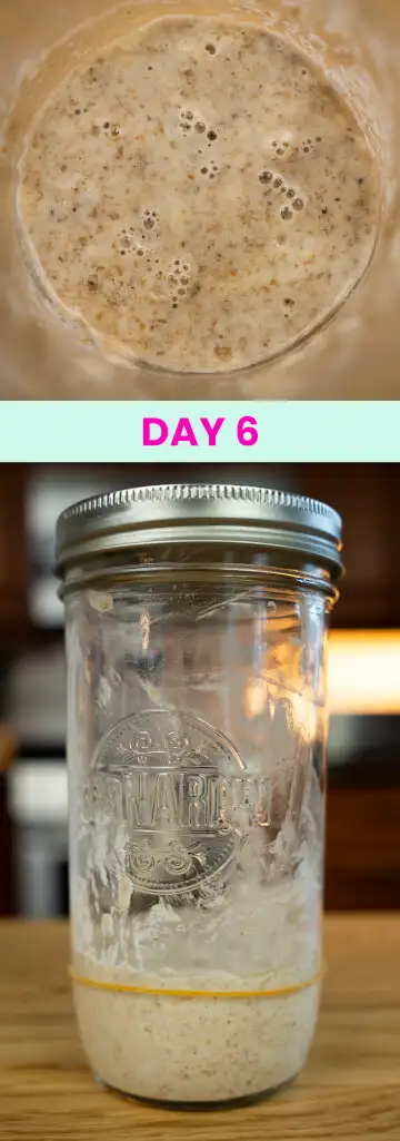 What my sourdough starter looked like on Day 6.