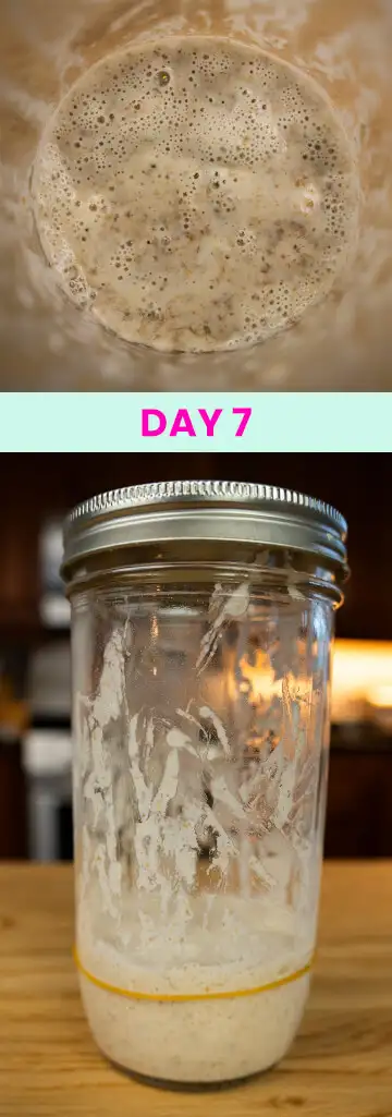 What my sourdough starter looked like on Day 7.