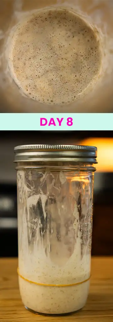 What my sourdough starter looked like on Day 8.