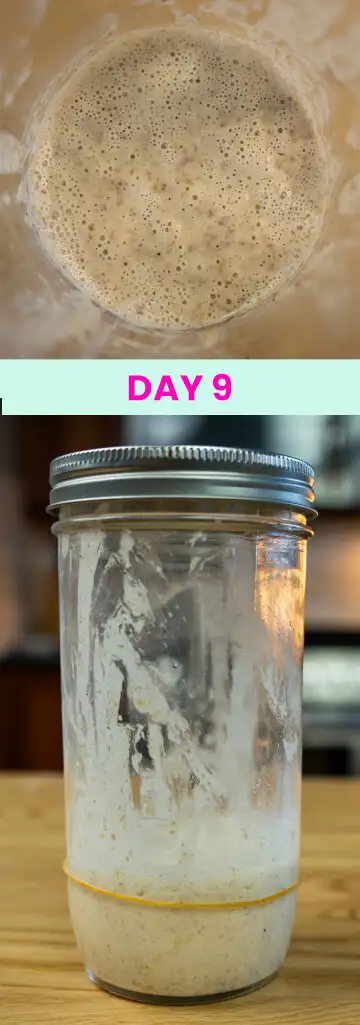 What my sourdough starter looked like on Day 9.